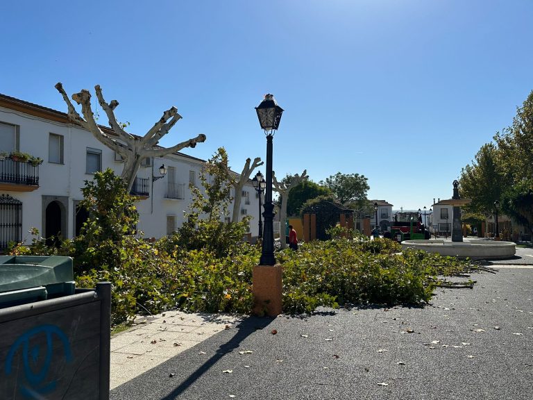 Campaña de poda de árboles en plazas y calles del municipio